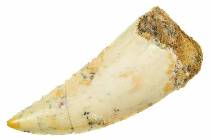 Serrated Raptor Tooth - Real Dinosaur Tooth #364860